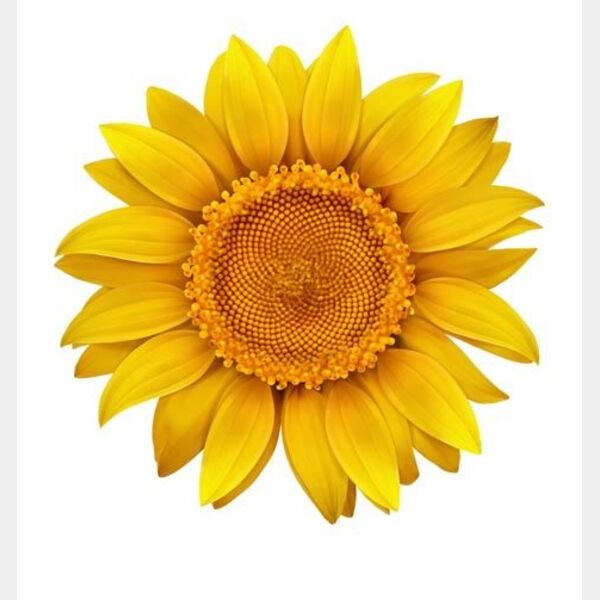 sunflower image Thumbnail